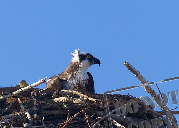 Gasparilla Island Osprey 064