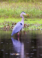 IMG_1333