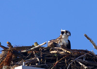 Gasparilla Island Osprey 062