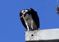 Gasparilla Island Osprey 059