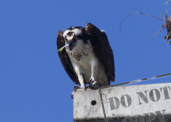 Gasparilla Island Osprey 059
