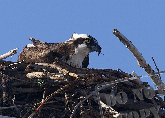 Gasparilla Island Osprey 061