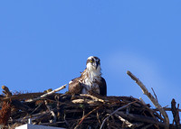 Gasparilla Island Osprey 065