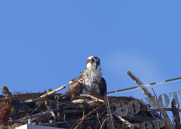 Gasparilla Island Osprey 065